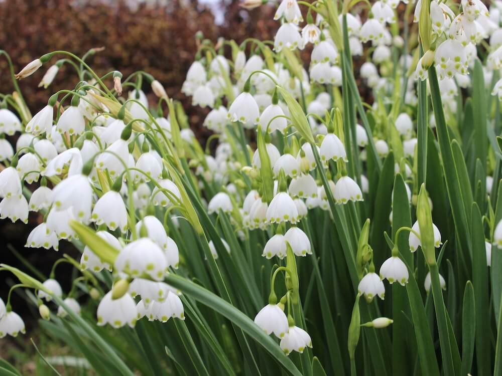 Leucojum aestivum