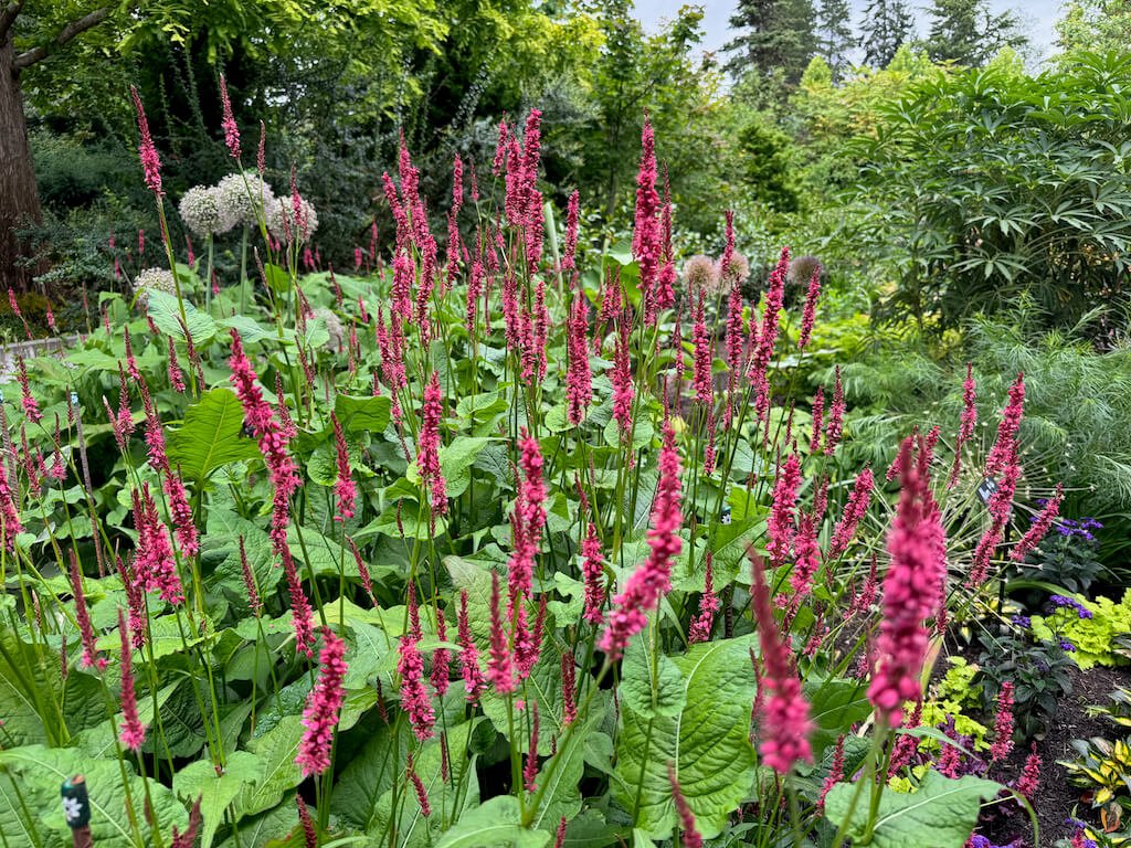 Persicaria amplexicaulis 'Firetail'