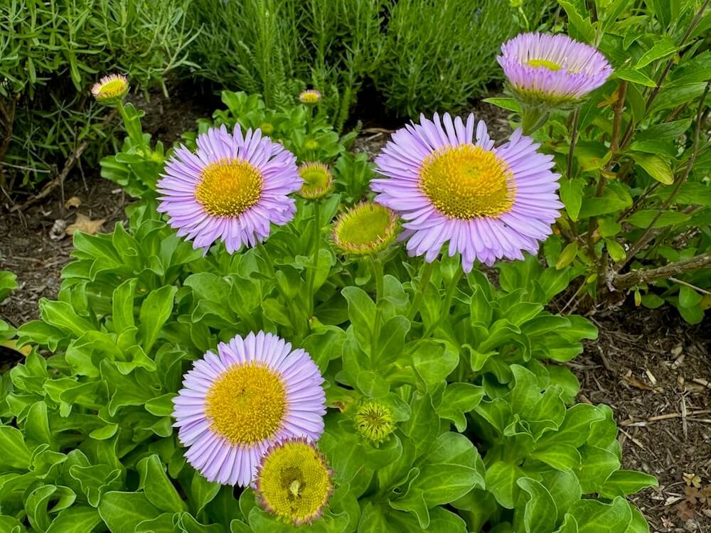 Erigeron glaucus ‘Bountiful’