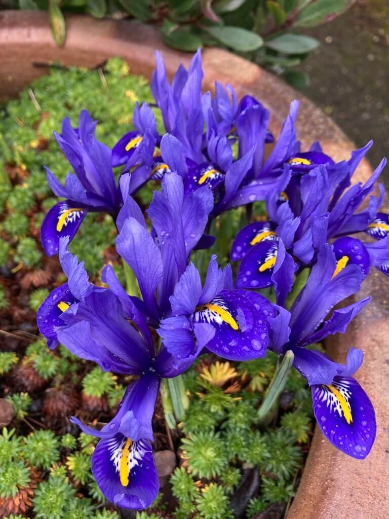 Iris reticulata ‘Harmony’