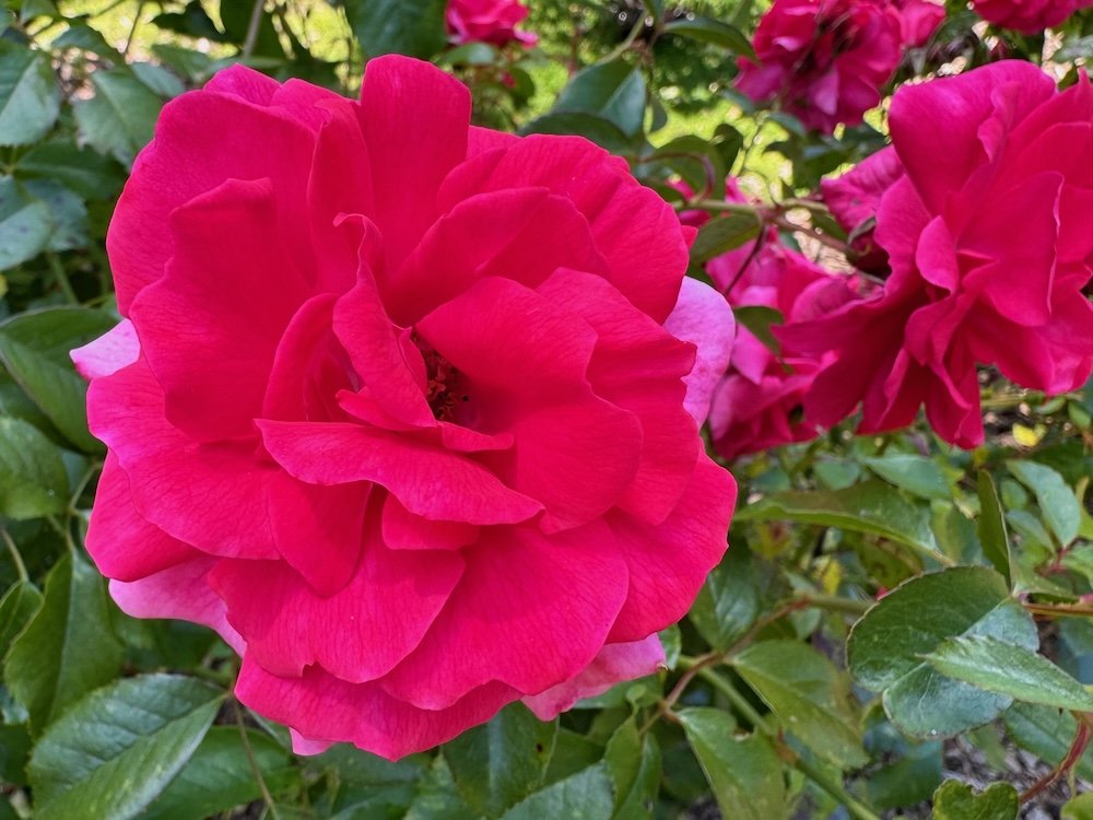Rosa 'Korpancom'
