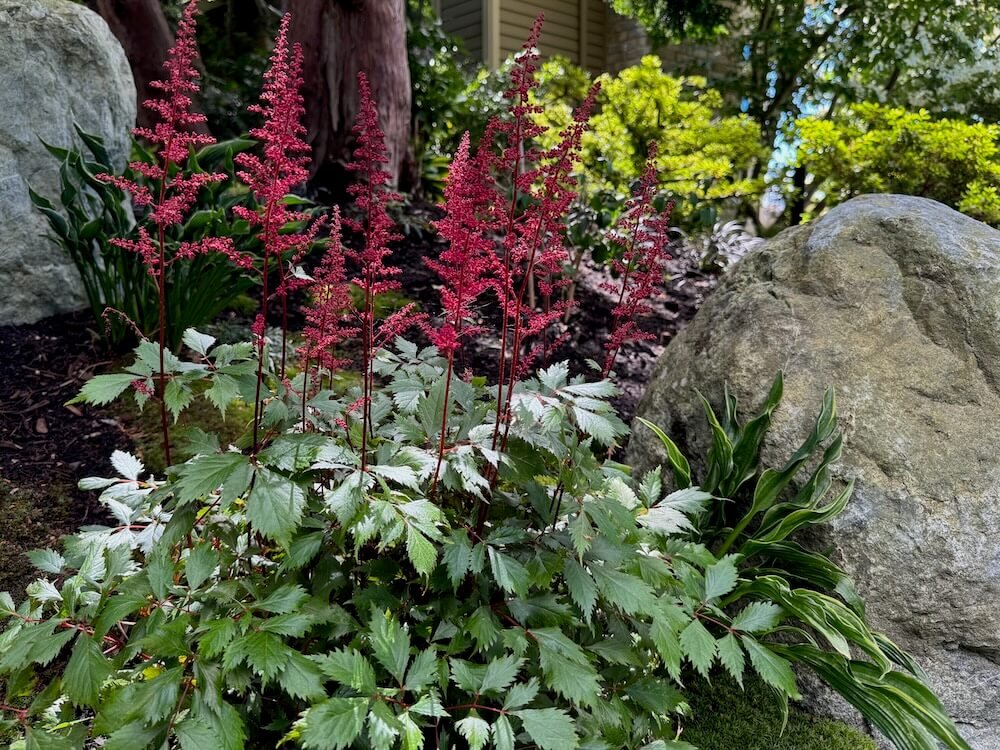 Astilbe japonica 'Red Sentinel'