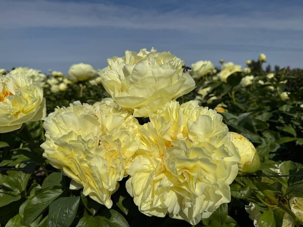 Paeonia 'Lemon Chiffon'