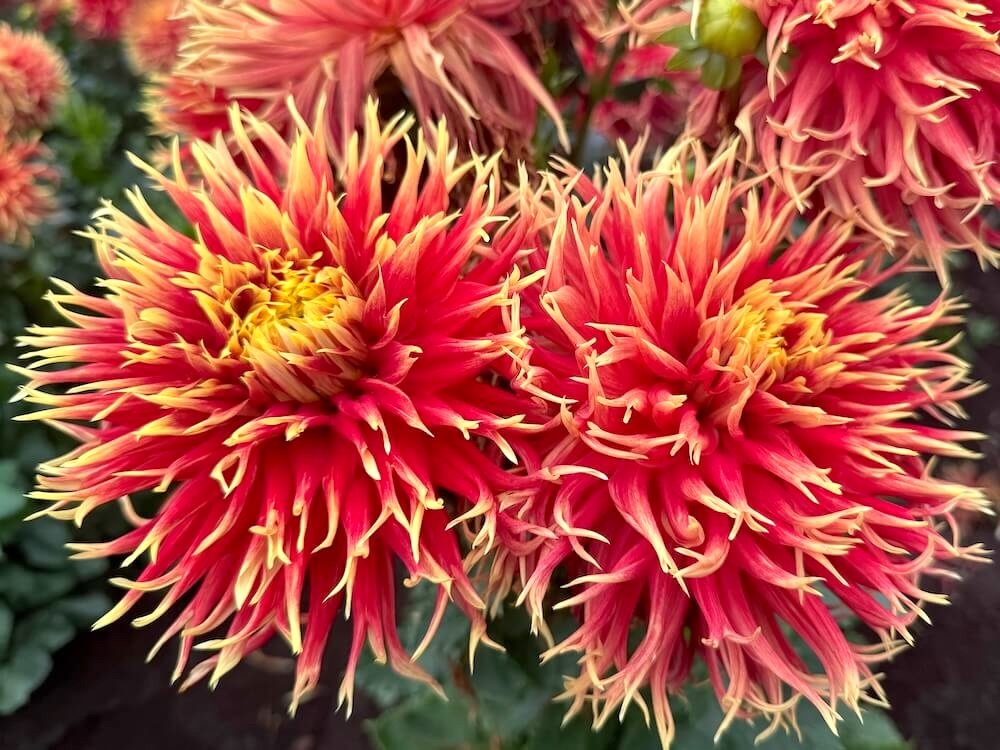 Dahlia 'Show 'N' Tell'