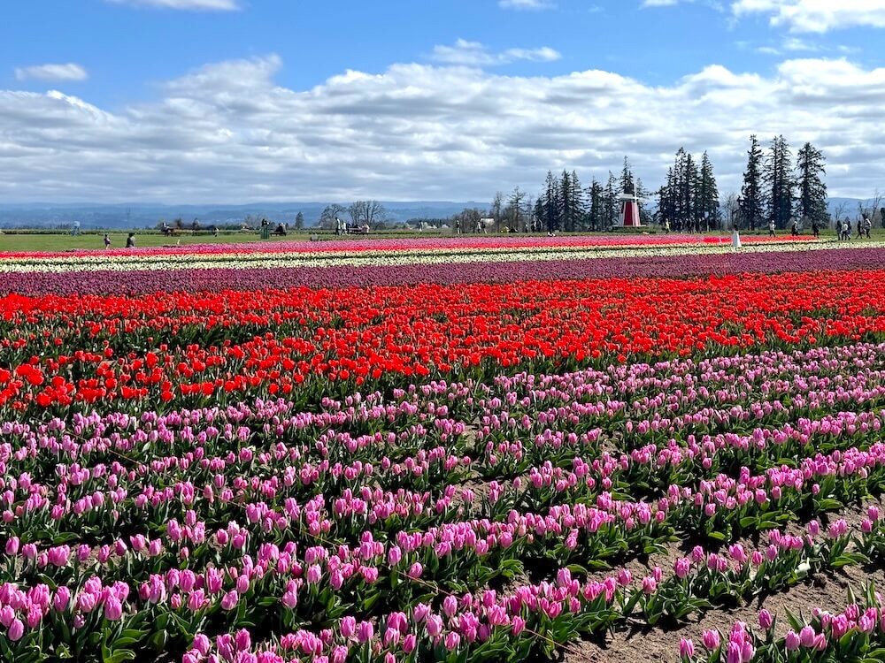 WOODEN SHOE TULIP FARM