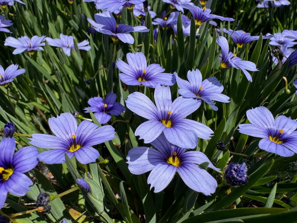 Sisyrinchium angustifolium 'Devon Skies'