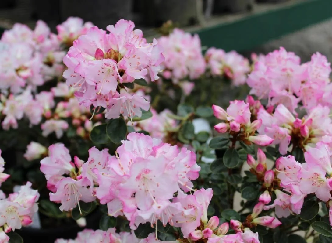 Rhododendron ‘Pink Snowflake’
