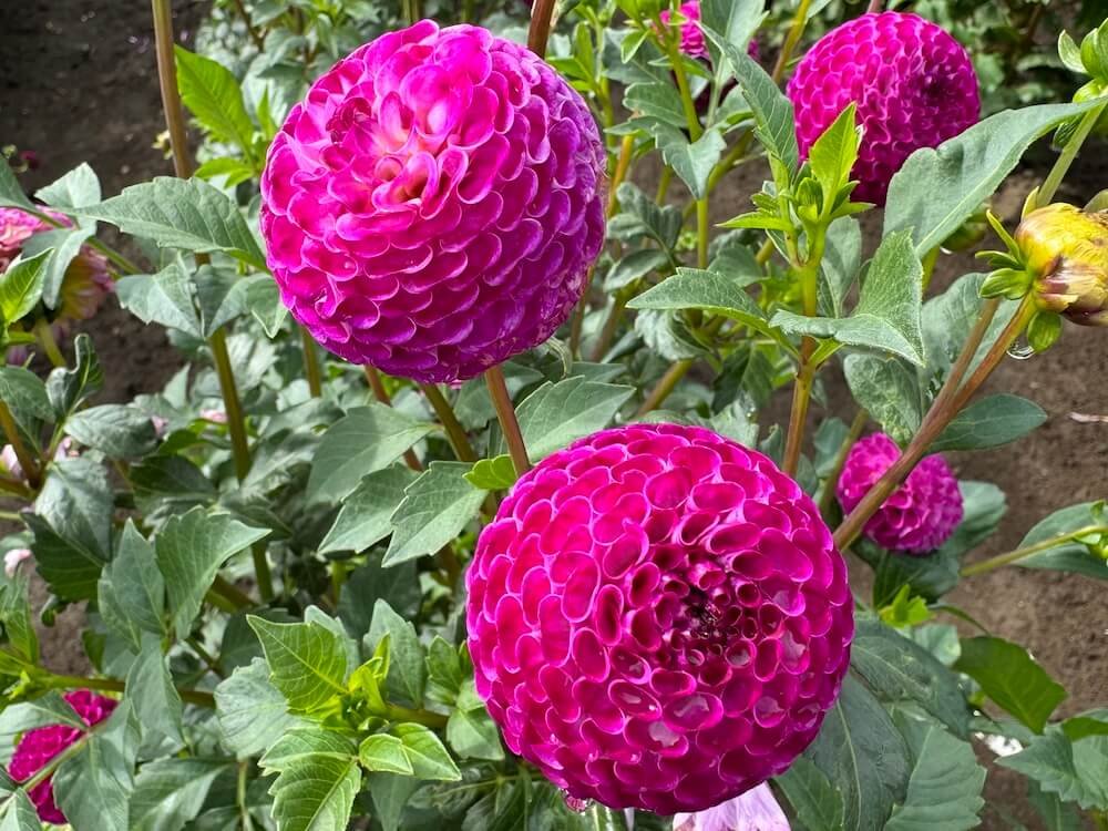 Dahlia 'Dot Com'