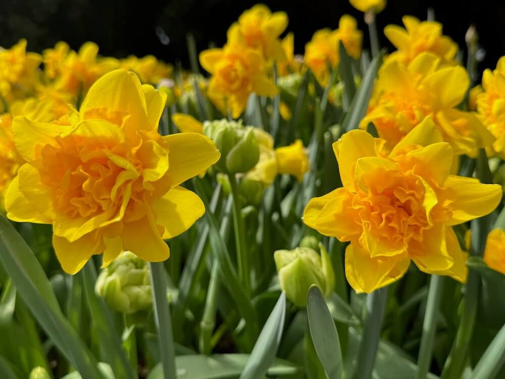 Narcissus 'Queen's Crown'