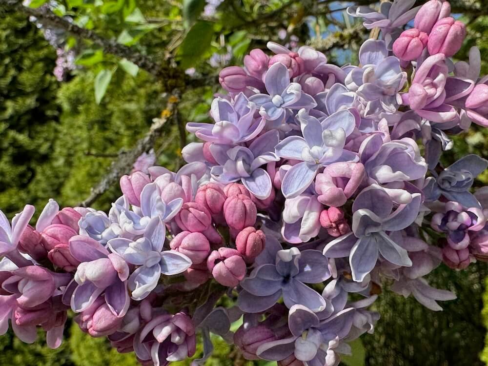 Syringa vulgaris 'Nadezhda'