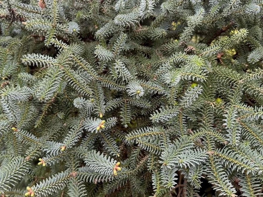 Abies pinsapo 'Horstmann'