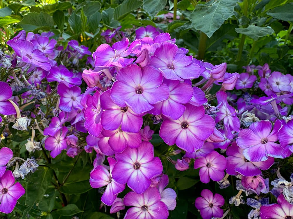 Phlox paniculata 'Barthirtythree'