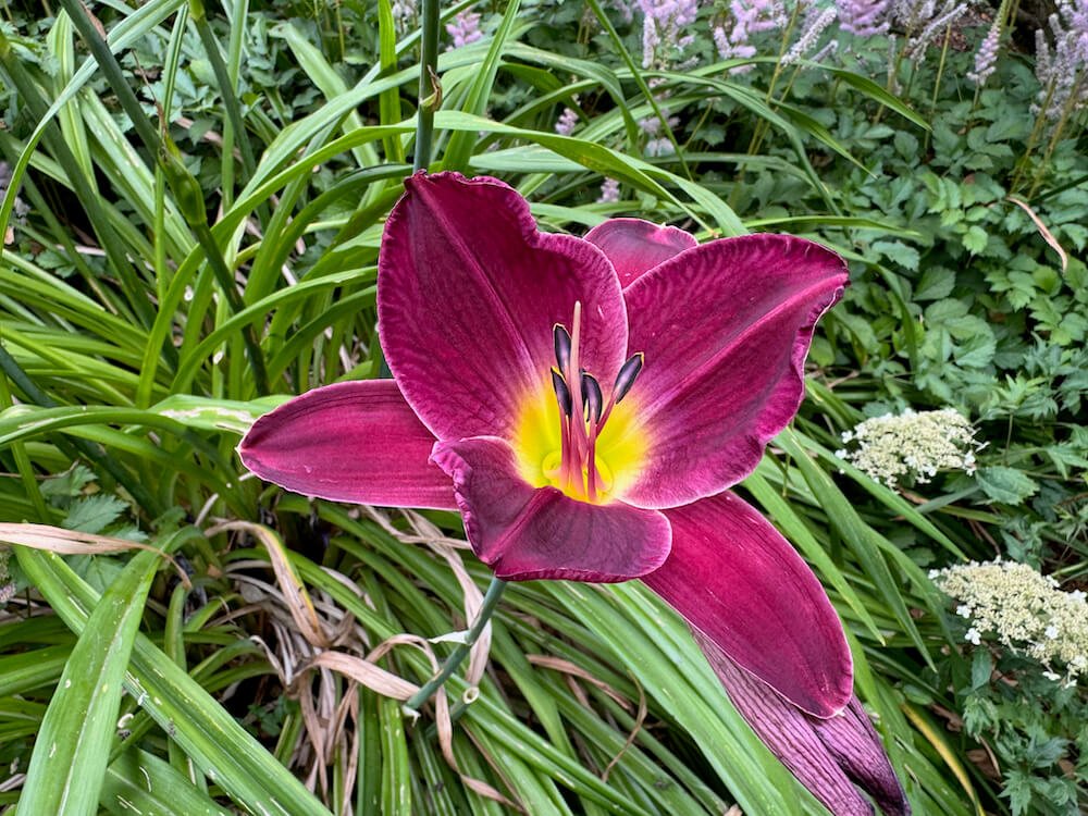 Hemerocallis 'Purple de Oro'
