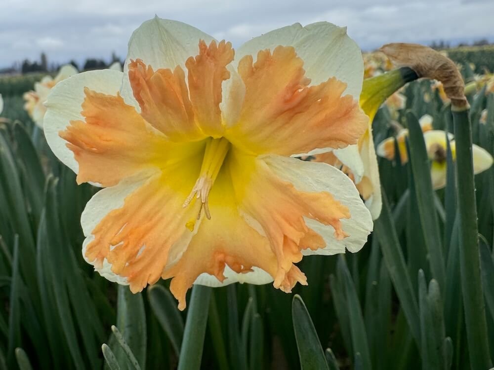 Narcissus 'Cum Laude'