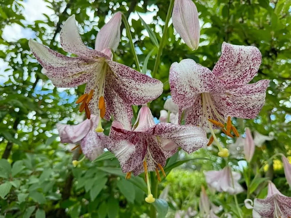 Lilium 'Lankon'