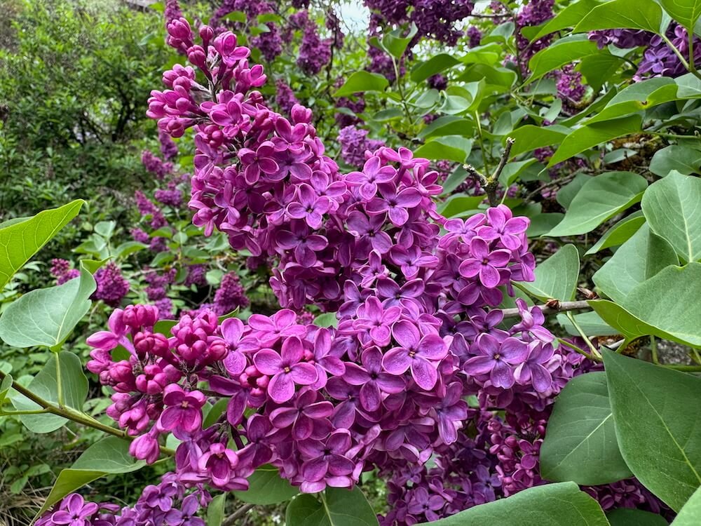 DUNIWAY PARK LILAC GARDEN