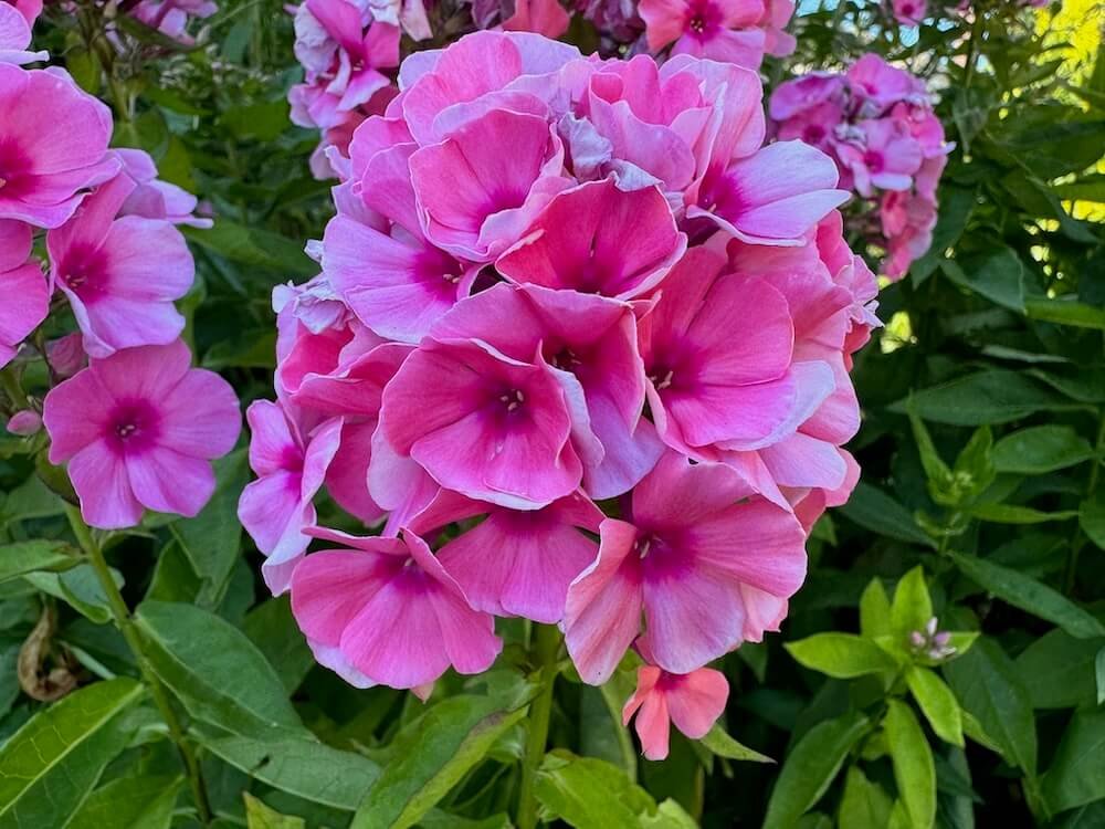 Phlox paniculata 'Bartwelve'