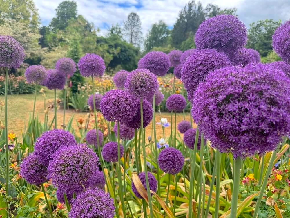 Allium × hollandicum 'Gladiator'