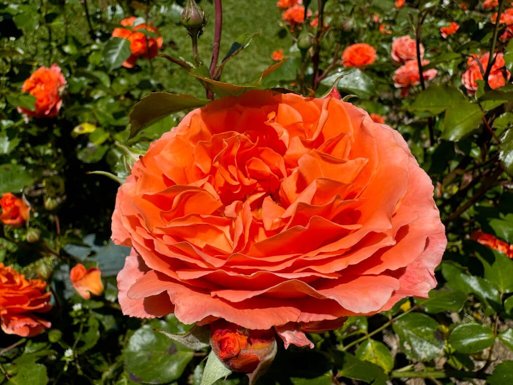Rosa 'Meipluvia'