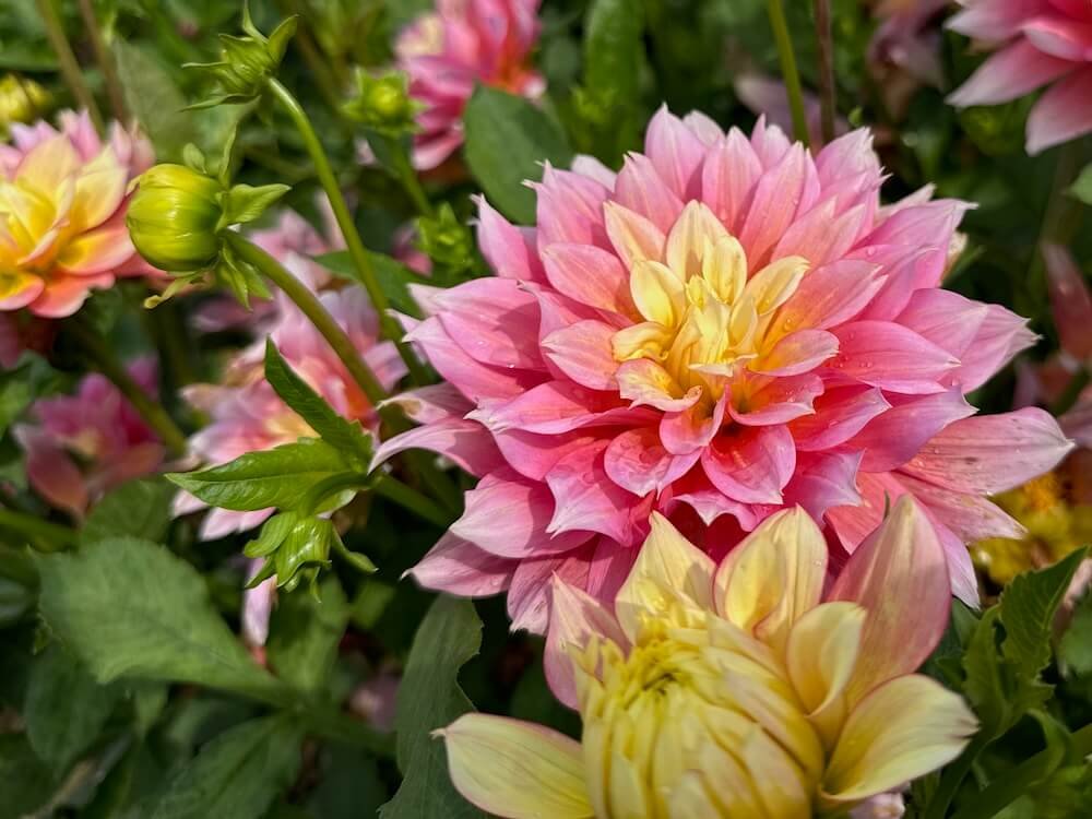 Dahlia 'Fairytale'
