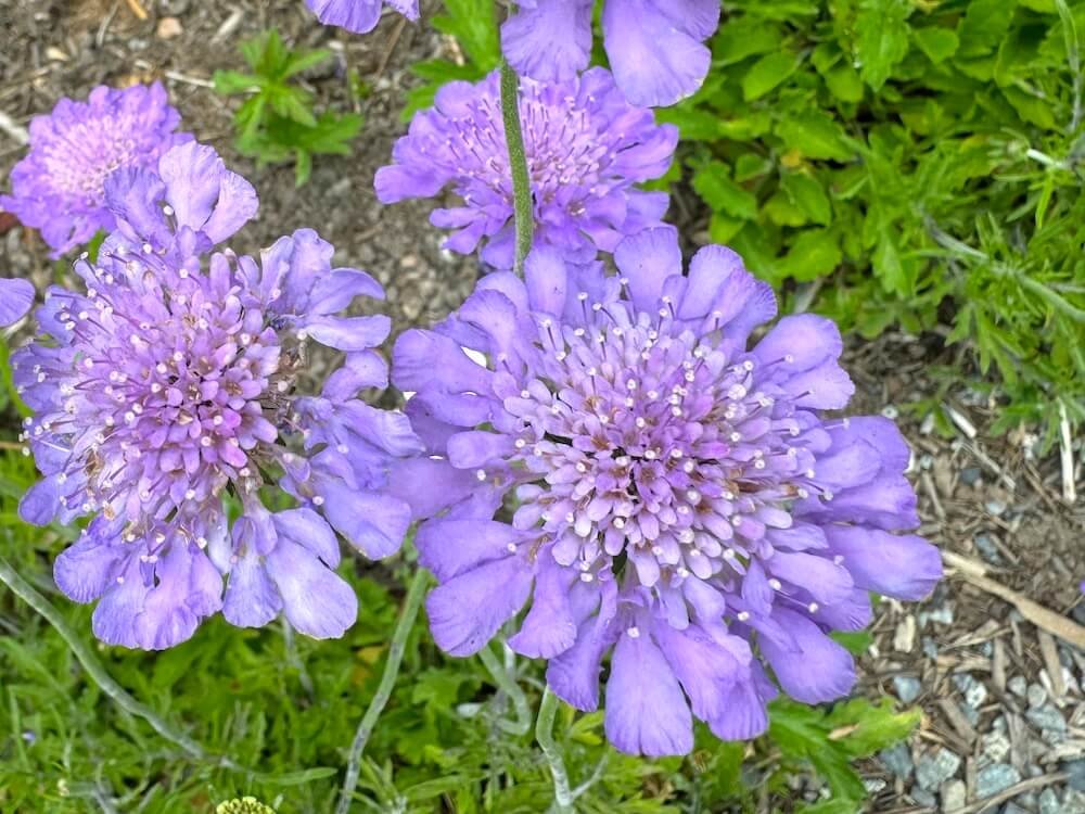 Scabiosa columbaria 'Butterfly Blue'