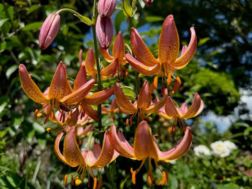 Lilium martagon 'Fairy Morning'