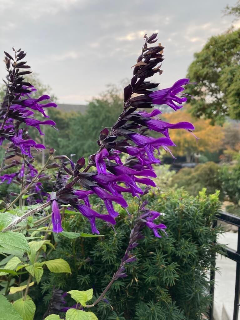 Salvia Hybrid ‘Amistad’