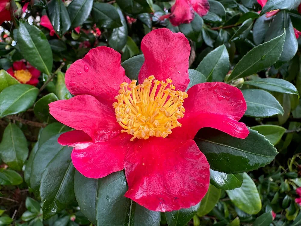 CAMELLIA