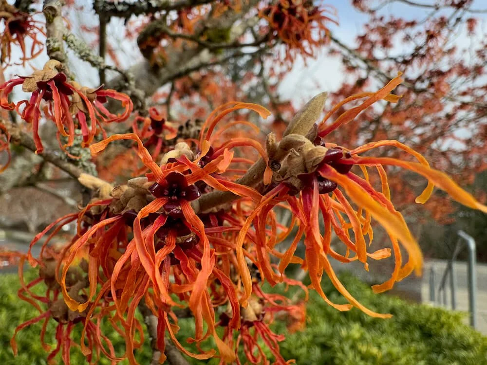 WITCH HAZEL (Hamamelis)