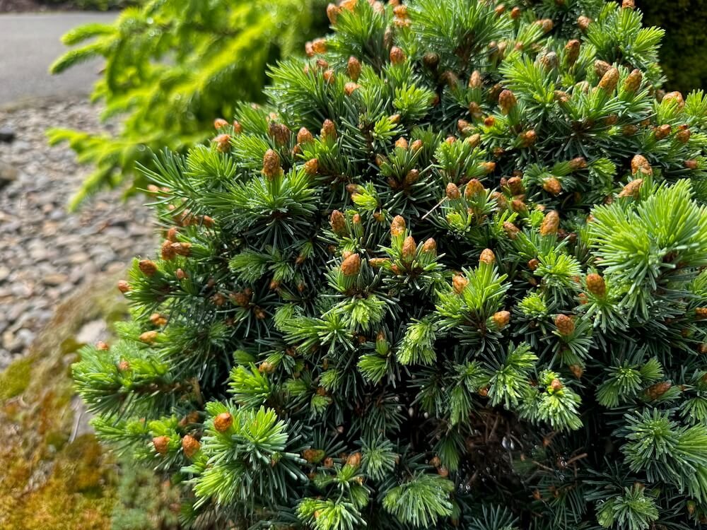 Picea engelmannii 'Talbot Lake'