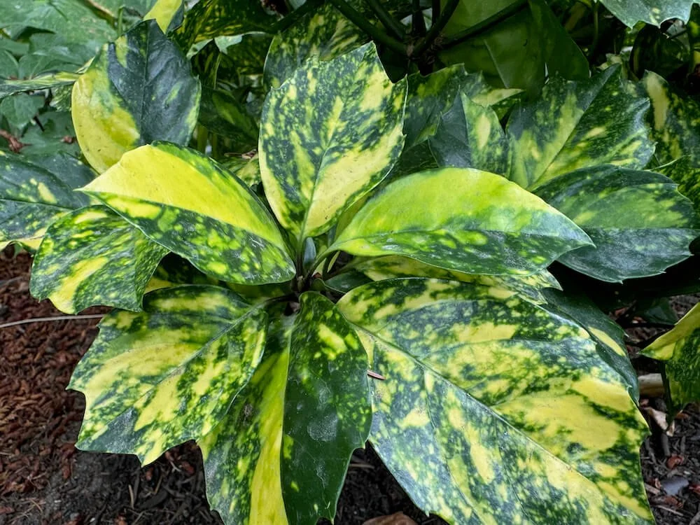 Aucuba japonica ‘MonHinsuru’