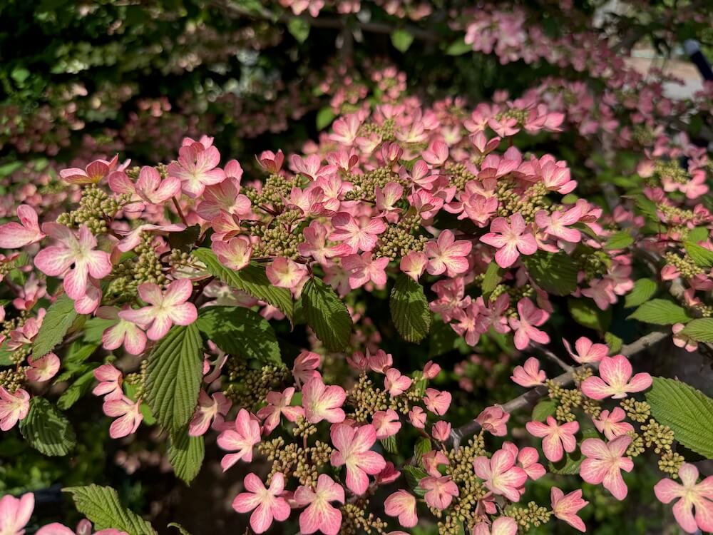 Viburnum plicatum f. tomentosum 'Molly Schroeder'