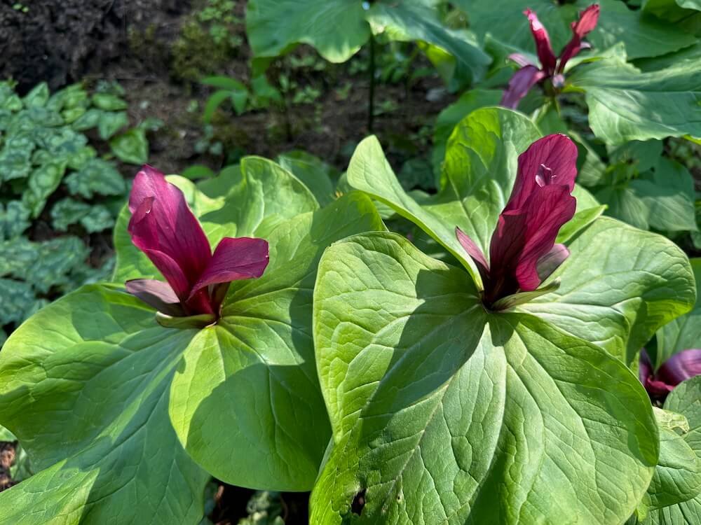 TRILLIUM