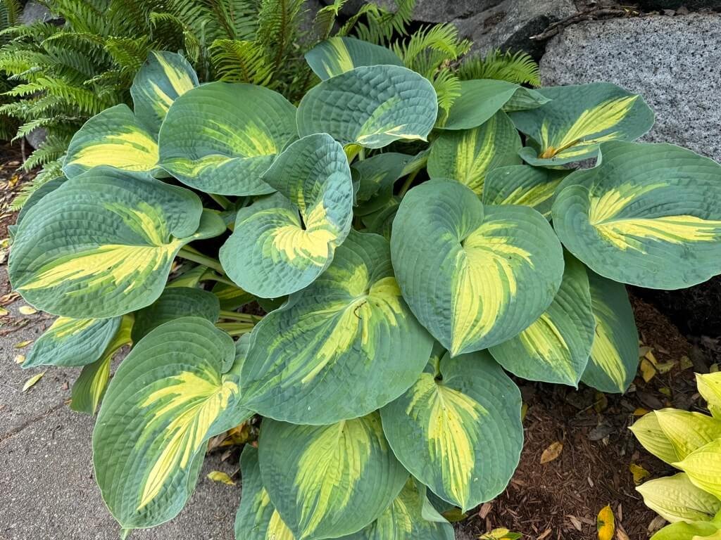 Hosta sieboldiana 'Dream Weaver'