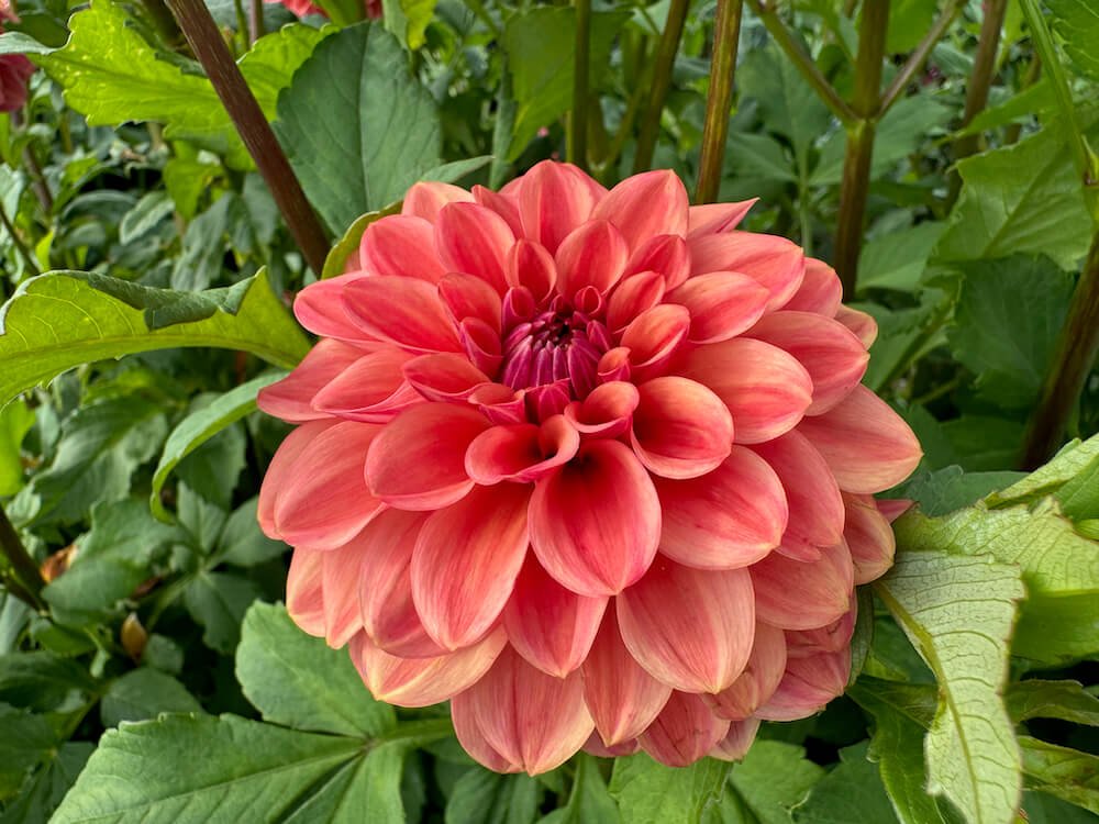 Dahlia 'Ice Tea'