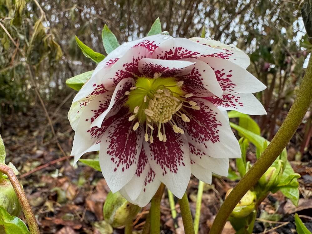 Helleborus x hybridus 'Painted Doubles'