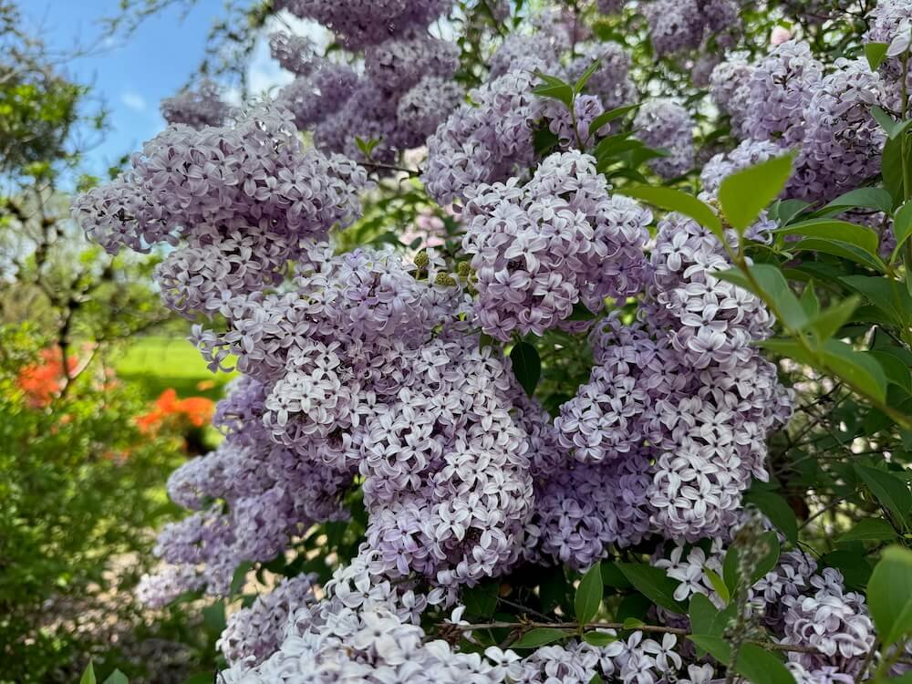 Syringa vulgaris