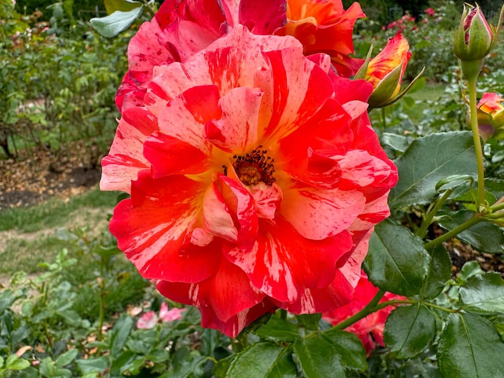 Rosa 'Alfred Sisley'