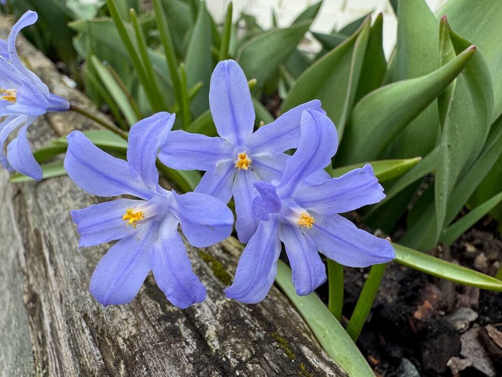 Scilla luciliae
