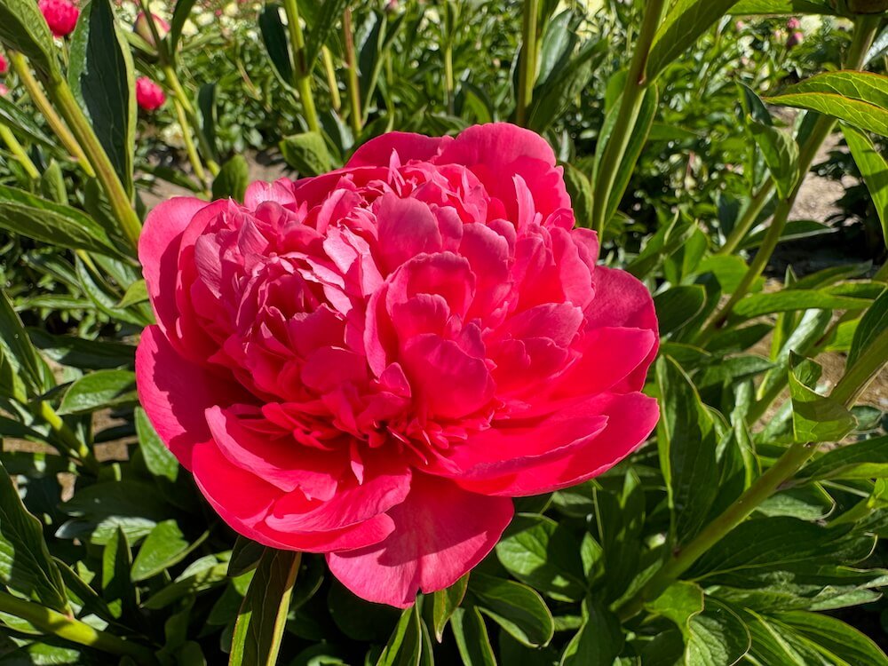 Paeonia lactiflora 'Lorelei'