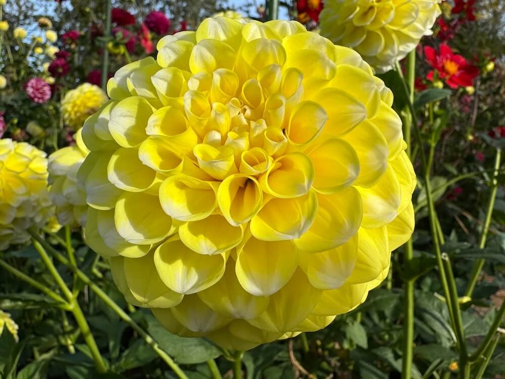 Dahlia 'River's Yellow Snow'