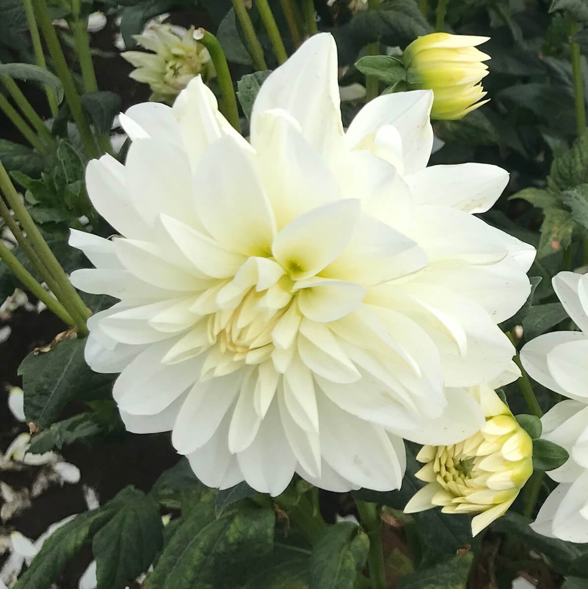 Dahlia 'Bridezilla'