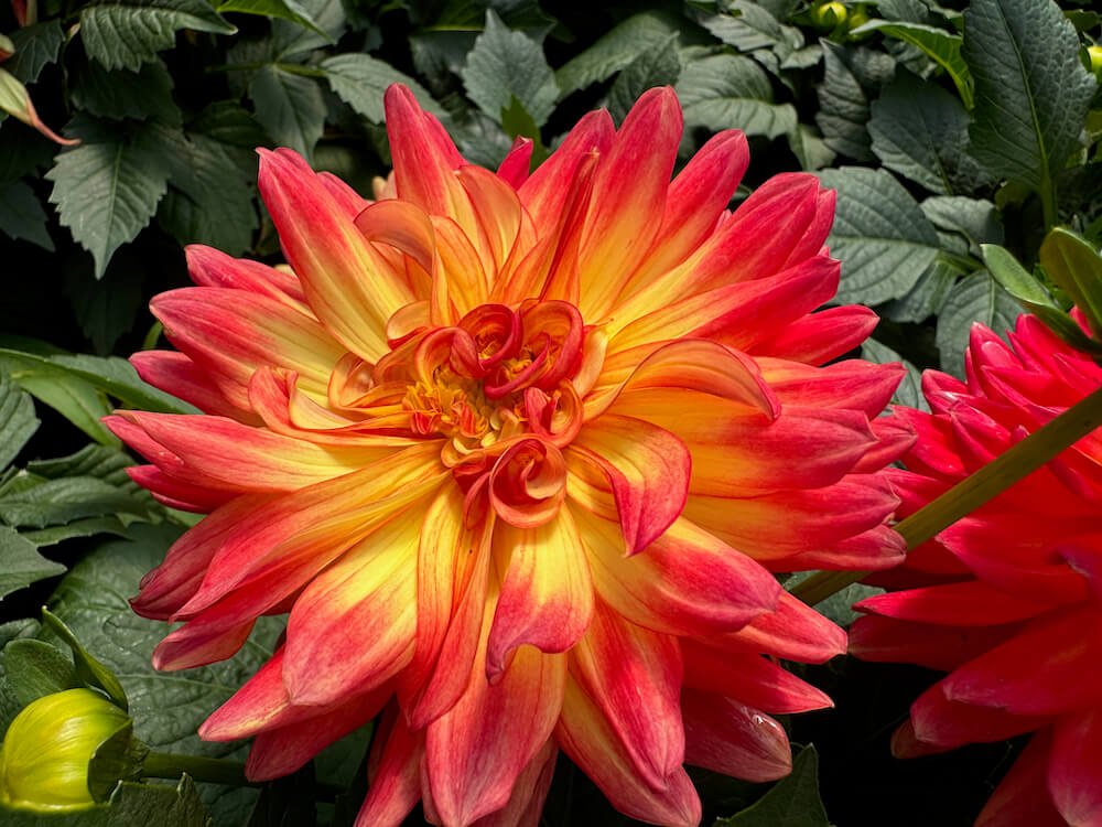 Dahlia 'La Bella Maggiore Flame'
