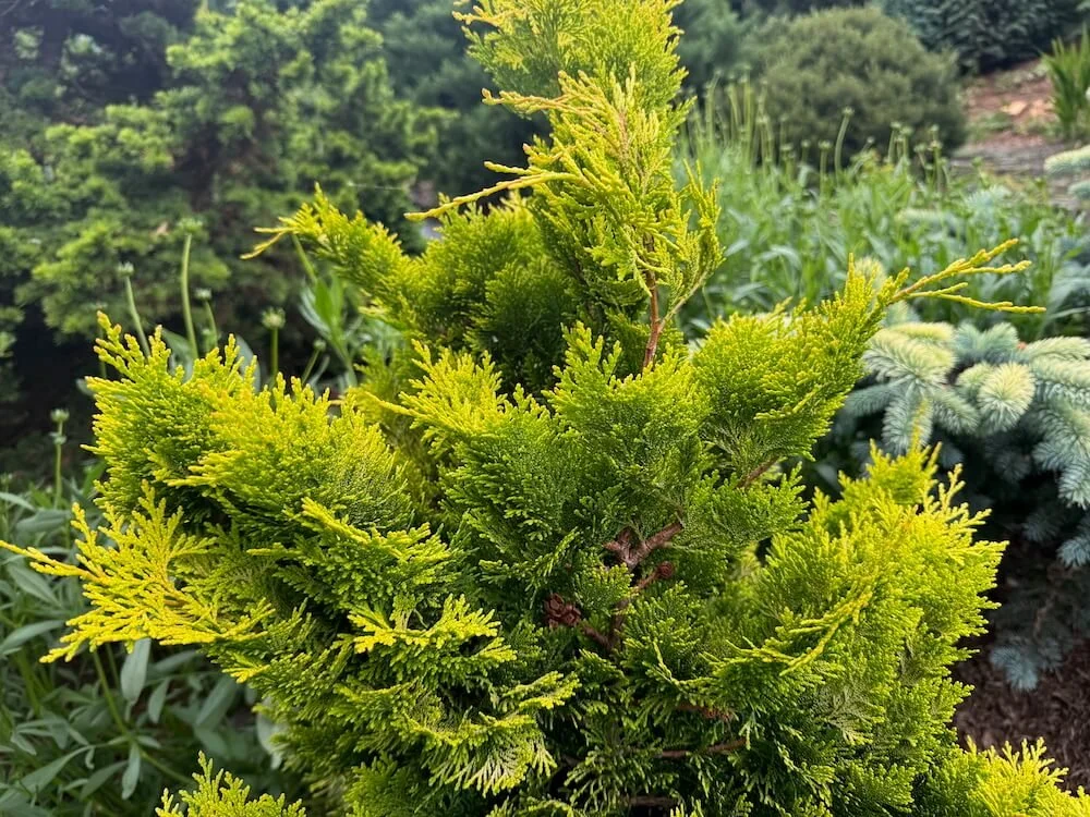 Chamaecyparis obtusa 'Sunspray'