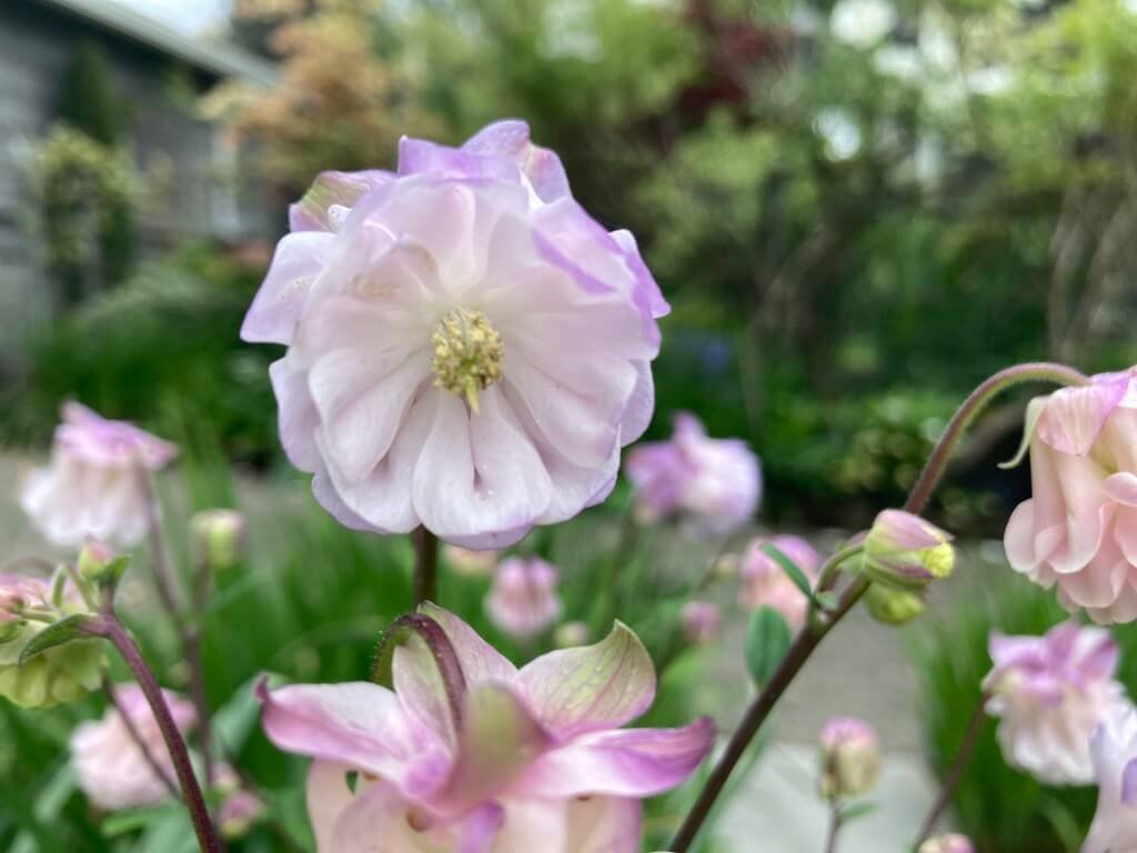 Aquilegia vulgaris ‘Dorothy Rose’