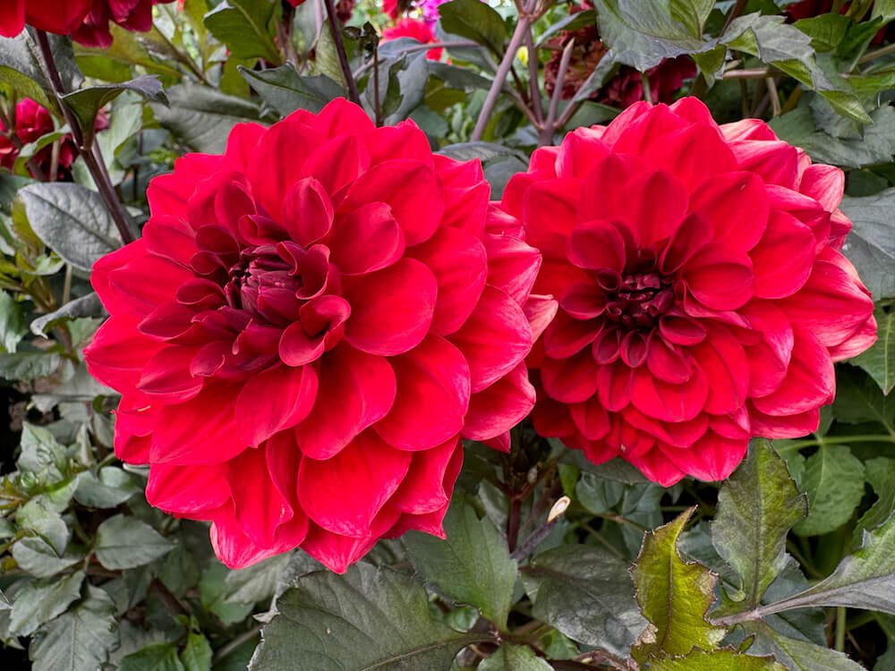 Dahlia 'Smarty Pants'