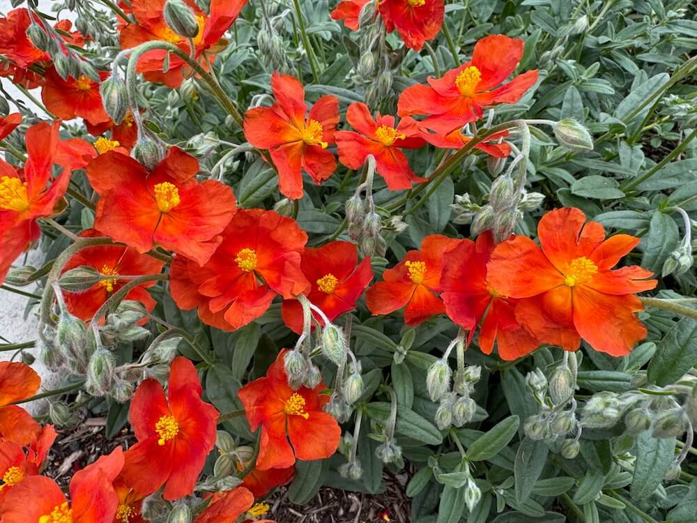 ROCK ROSE (Helianthemum)