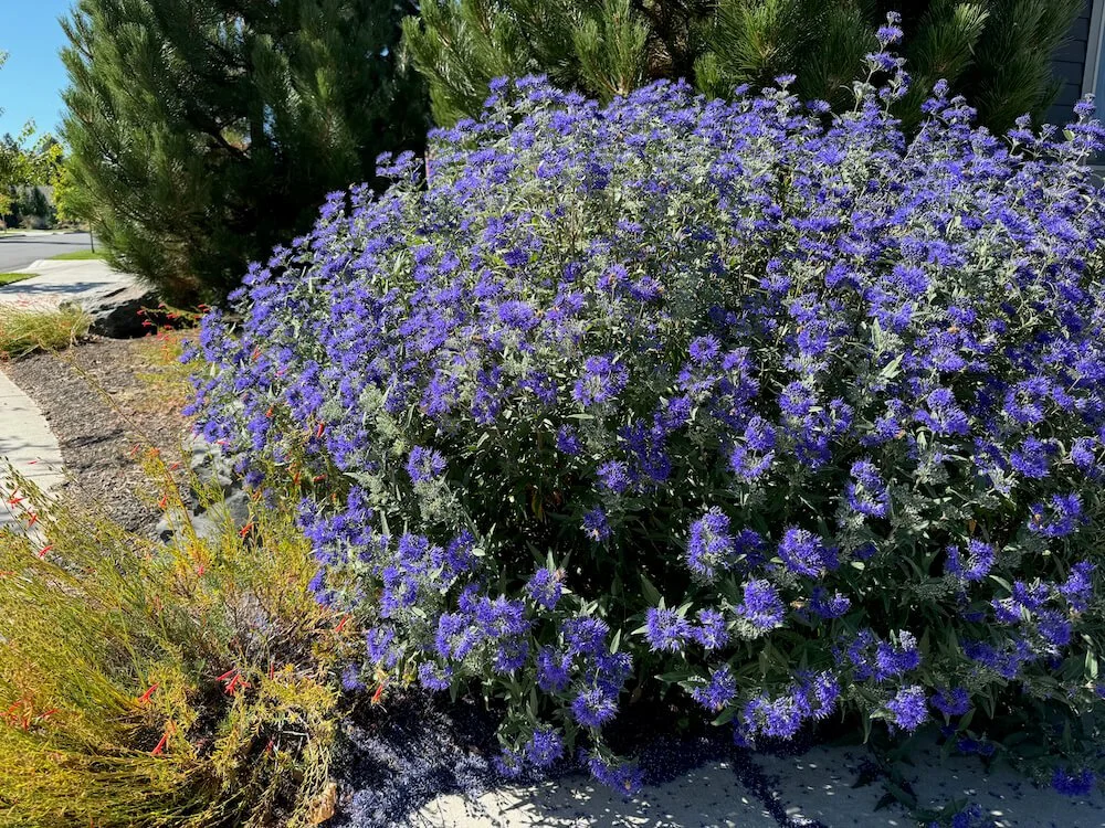 BLUEBEARD (Caryopteris)