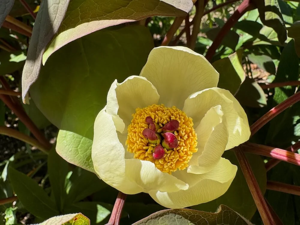 Paeonia obovata var. willmottiae