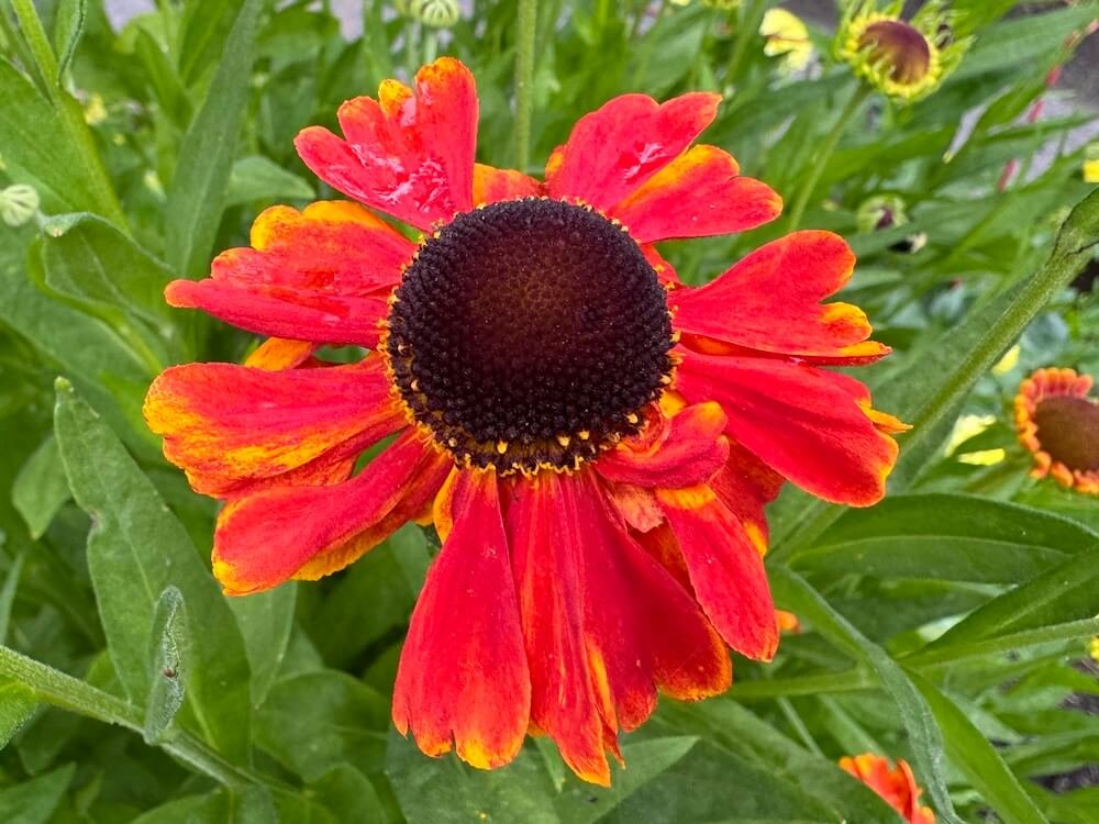 Helenium ‘Red Army’